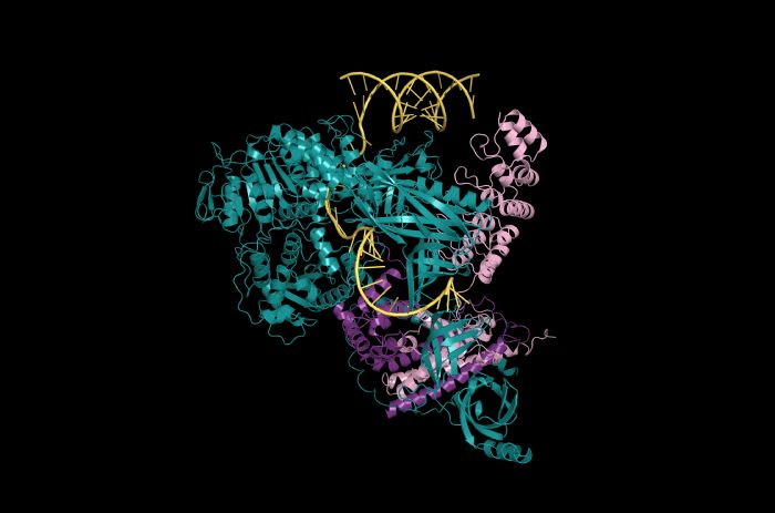 AF3 model of an RNA helicase complex